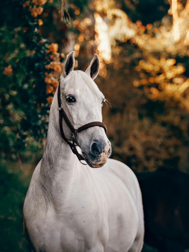 Top 10 horse names Start with "A"