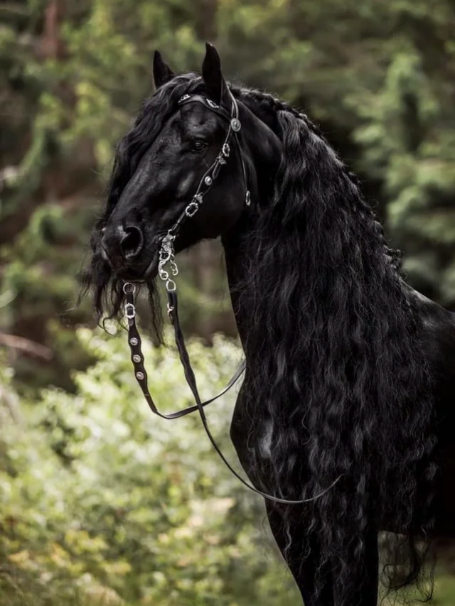 "In this list of horse names starting with 'A,' you'll find options evoking strength, beauty, and a touch of adventure."